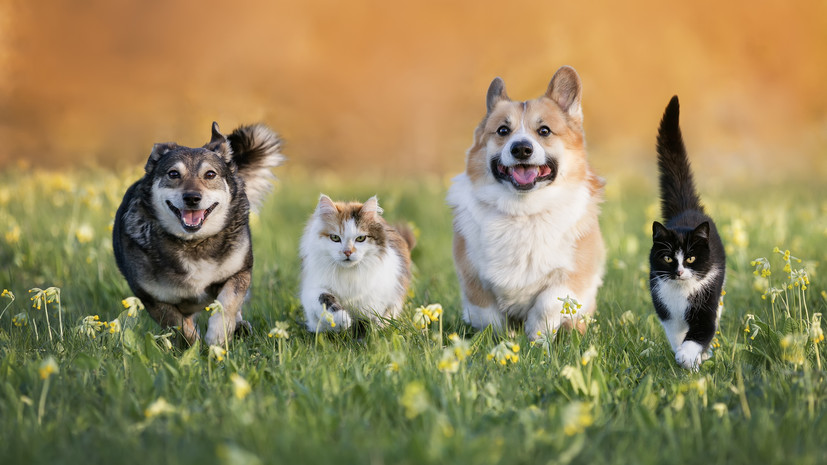 Юрист Быстрова: домашние животные считаются движимым имуществом