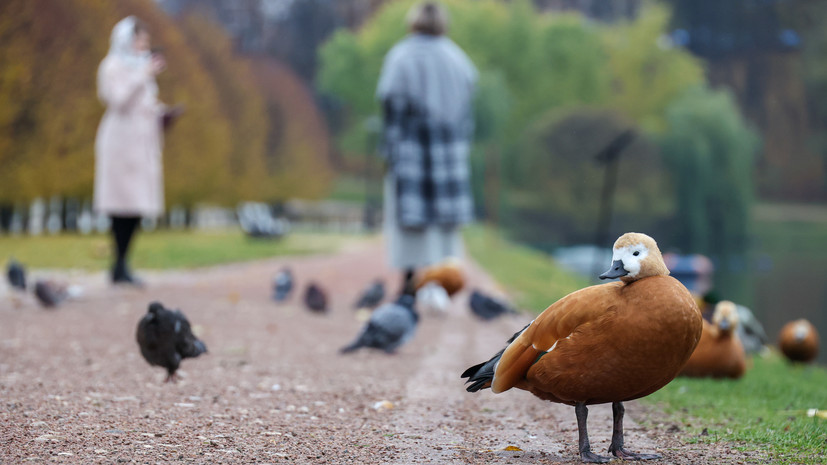 Синоптик Позднякова: суббота станет самым тёплым днём недели в Москве