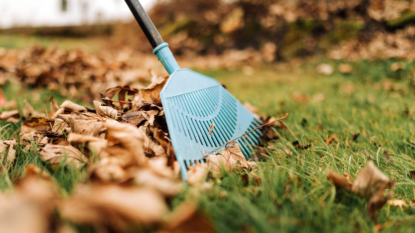 Дизайнер Васецкий: регулярная уборка листвы помогает сохранить качество газона