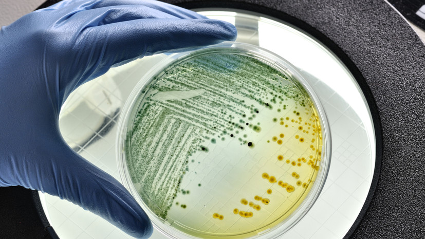 Кишечную палочку и стафилококк нашли в кафе в Калининграде, где отравились дети