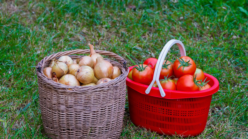 В Союзе дачников Подмосковья посоветовали не мыть урожай перед уборкой на хранение