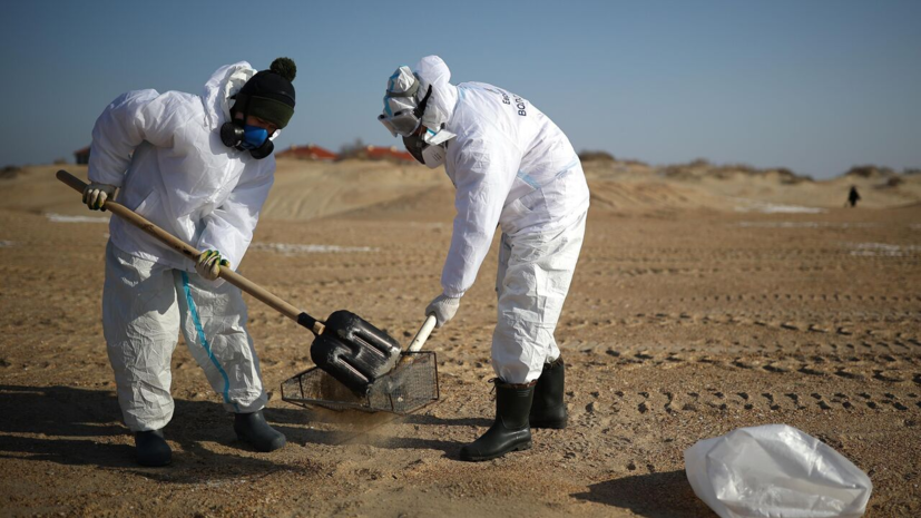 В Анапе собрали более 500 мешков загрязнённых нефтепродуктами песка и водорослей