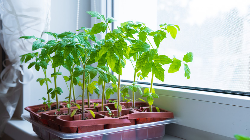 Садовод Туманов назвал квартиру не лучшим местом для огорода