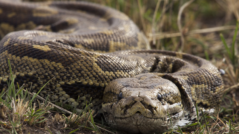 SHOT: на Шри-Ланке заметили двухметровых крысиных змей
