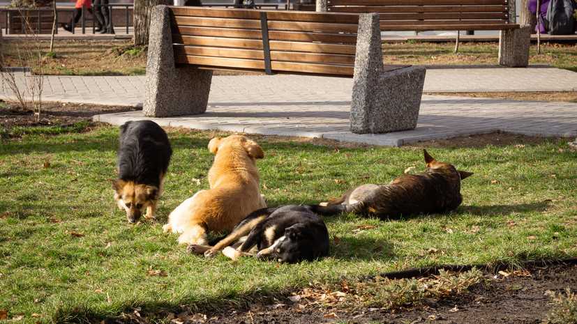 Кинолог Уражевский посоветовал обходить стаи бродячих собак