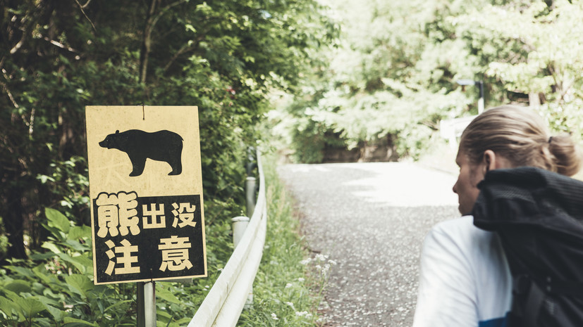 В Японии губернатор Акиты попросил помощи военных в борьбе с медведями-людоедами