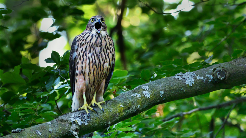 Биолог Глазков: ястребы-тетеревятники не представляют опасности для людей