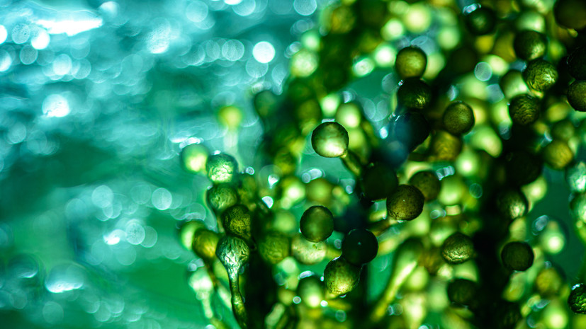 Биохимик Мордвинцев рассказал об открытии нового вида микроводорослей