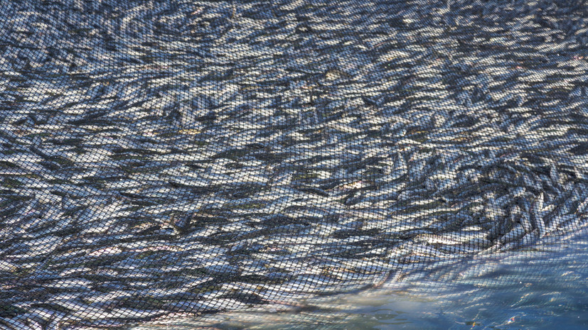 Путин: правительство системно занимается развитием рыбного хозяйства в России