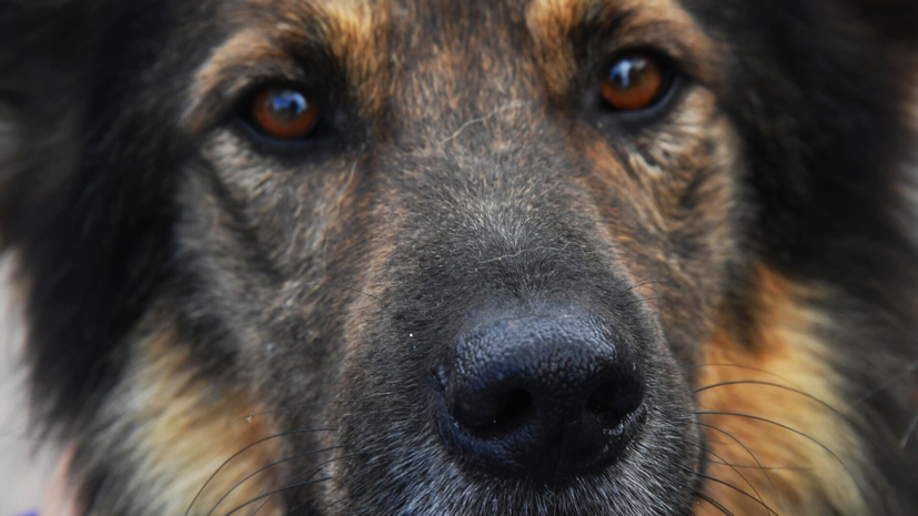 В Петербурге утвердили закон о штрафах при содержании собак в городе