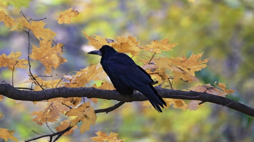 Биолог Глазков: грачи улетят из столичного региона с первыми морозами