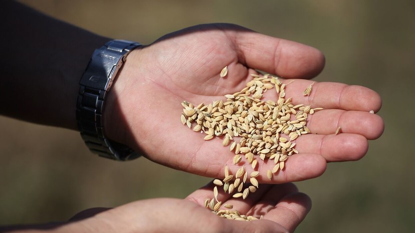 Замгендиректора FIEO: около 25% экспорта Индии в Россию — пищевая продукция