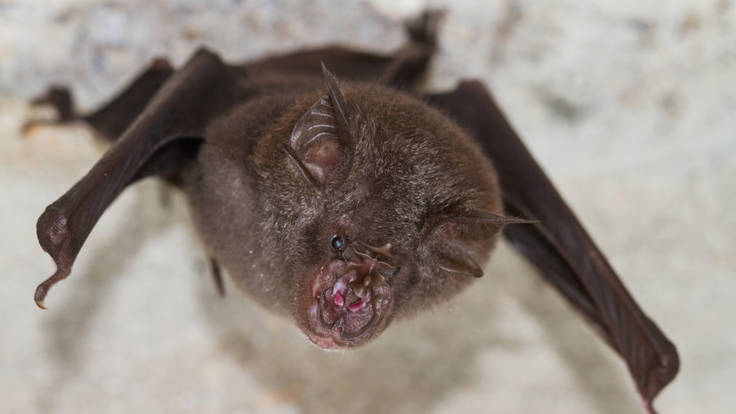 Роспотребнадзор следит за сообщениями о новом коронавирусе в Бразилии