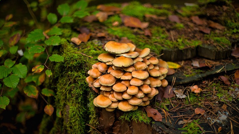 Миколог Дьяков назвал грибы, которые ещё можно собрать в Подмосковье в ноябре