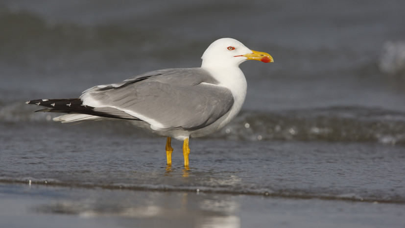 Орнитолог Коблик прокомментировал рост численности чаек-хохотуний в Подмосковье