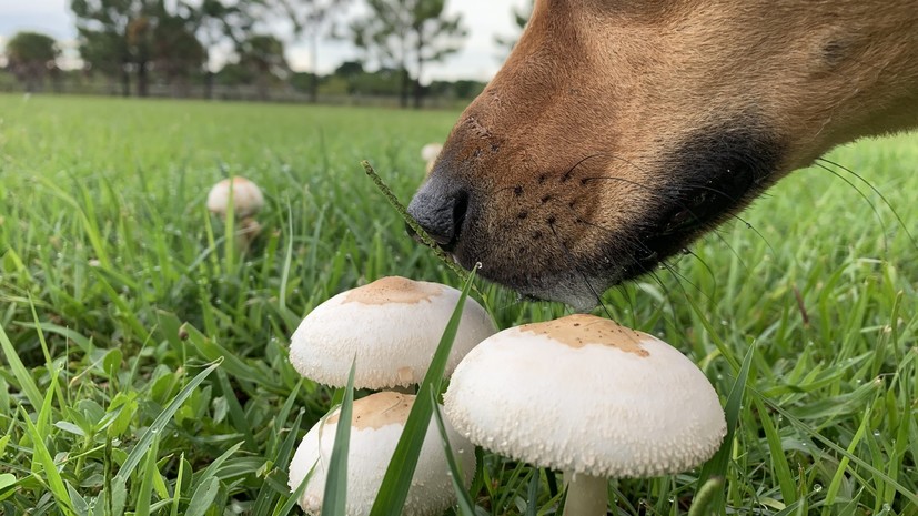 Ветеринар предупредил, что осенью питомец может отравиться желудями или грибами Ветеринар предупредил, что осенью питомец может отравиться желудями или грибами