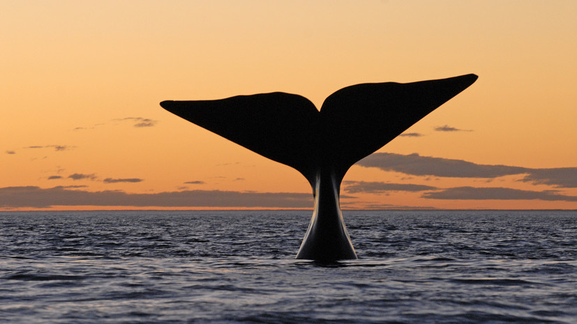 У берегов Кунашира заметили редкого кита-горбача