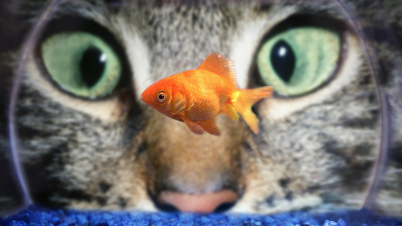 Ветеринар Уражевский: при выборе породы кошки нужно узнать характер питомца