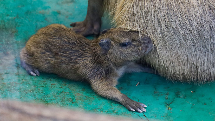 В Московском зоопарке 200 детёнышей появились на свет с начала года