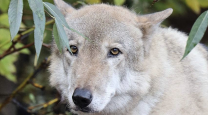 Translit - виртуальный перекодировщик, печать КИРИЛЛИЦЕЙ для тех у кого нет русской клавиатуры