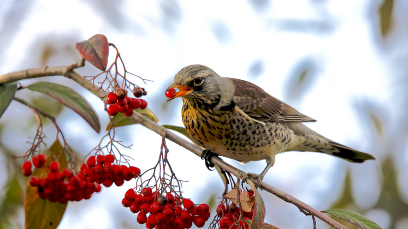 Диетолог Бобровский: у рябины есть ряд чётких противопоказаний