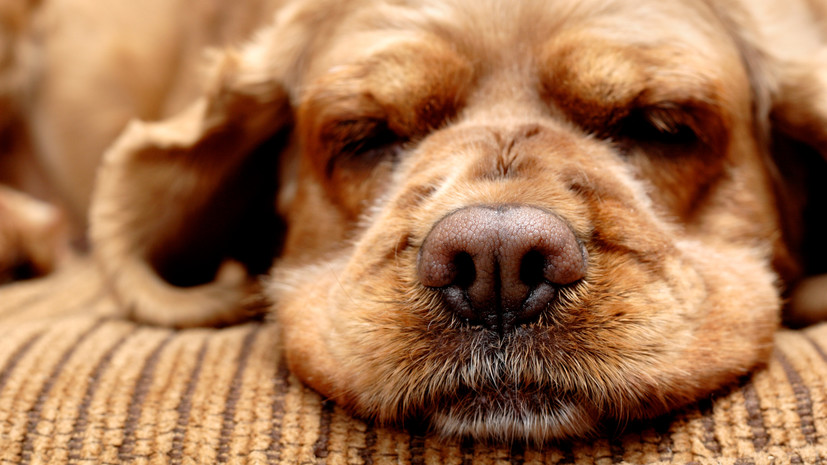 Кинолог Голубев: храп у собаки может быть признаком проблем со здоровьем