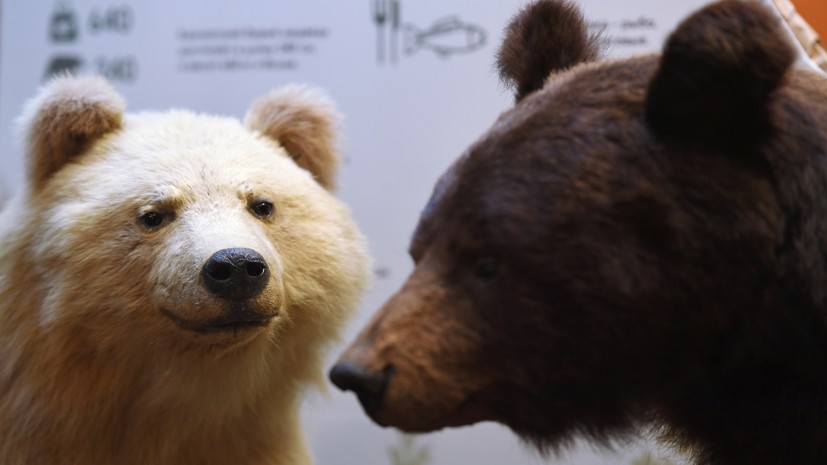 Учёные установили новый вид гигантского медведя, обитавшего на территории России