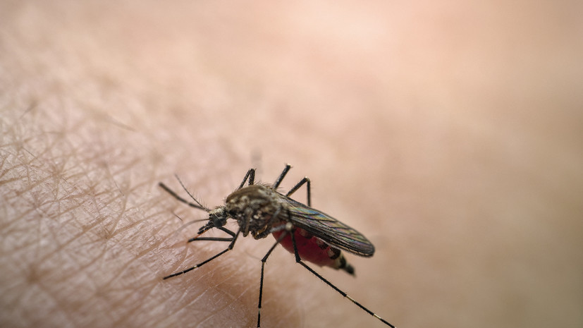 Роспотребнадзор исключил возможность распространения лихорадки денге в России