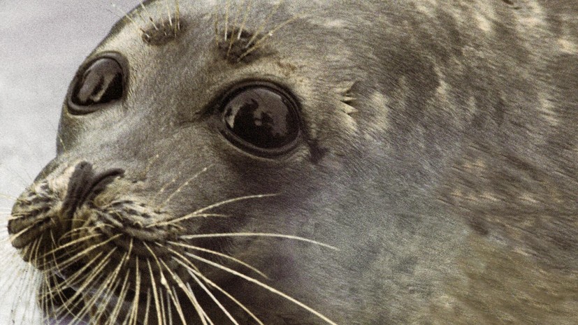 На берегу Каспийского моря в Казахстане нашли 112 погибших тюленей