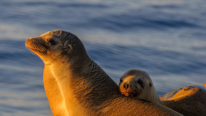 Война видов: почему учёные забили тревогу из-за «разборок» морских котиков и кайр на Сахалине Война видов: почему учёные забили тревогу из-за «разборок» морских котиков и кайр на Сахалине