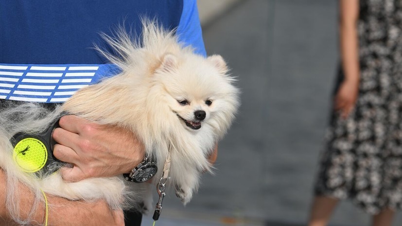 Кинолог Манев поддержал предложение об обязательной регистрации домашних животных