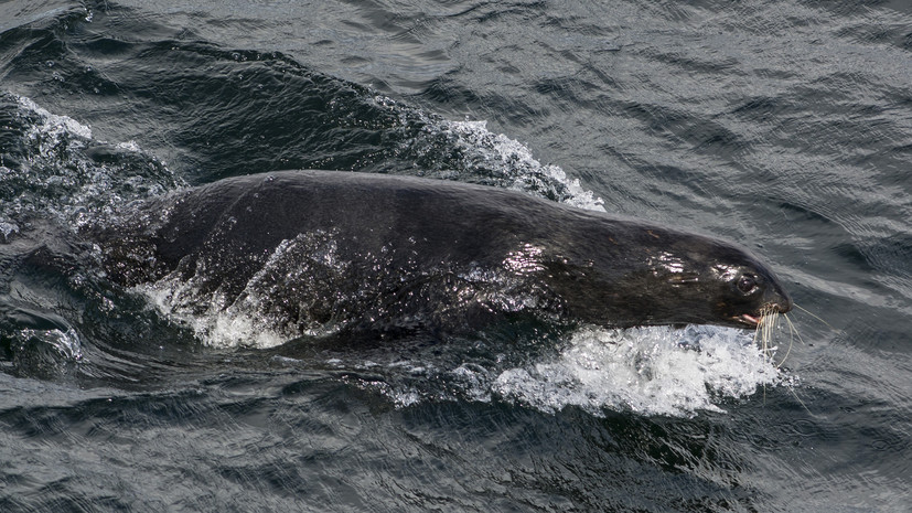 Биологи встревожены «разборками» морских котиков и птиц на Сахалине