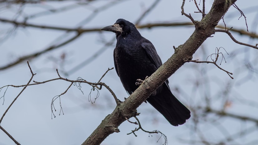 Специалист Кунафин: процесс миграции птиц в столичном регионе длится с конца сентября по ноябрь