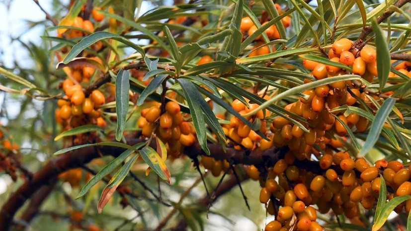 Диетолог Мухина: облепиху называют сибирским ананасом