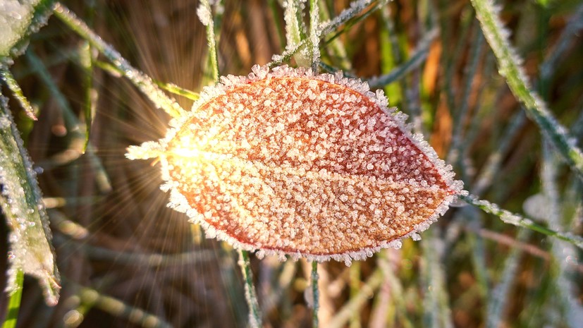 Синоптик Шувалов: температура в Москве может опуститься ниже 0 °С 11 ноября