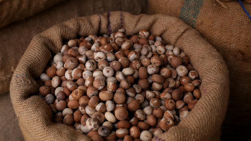 Врач: регулярное жевание бетеля многократно повышает риск развития рака языка