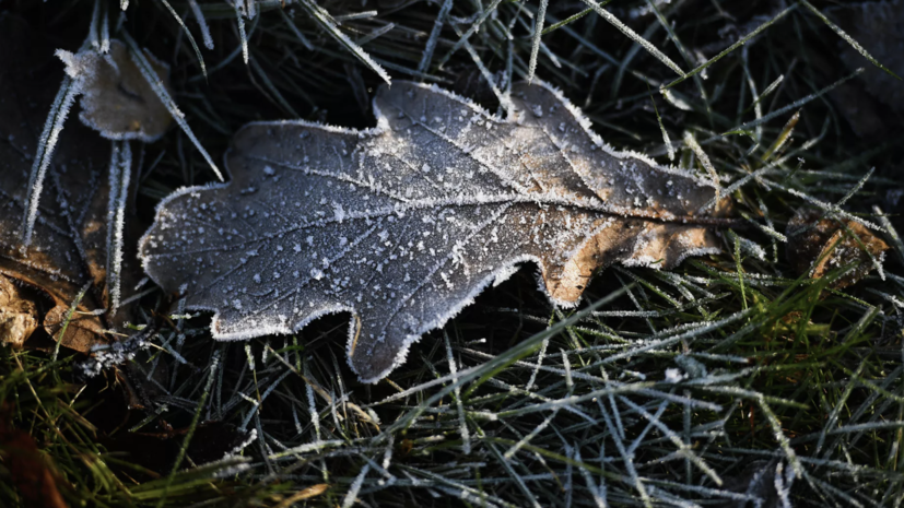 Синоптик Вильфанд: температура воздуха в Москве 10 ноября приблизится к норме