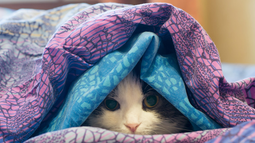 Зоопсихолог Куликова: перед похолоданием кошки ищут укромные места