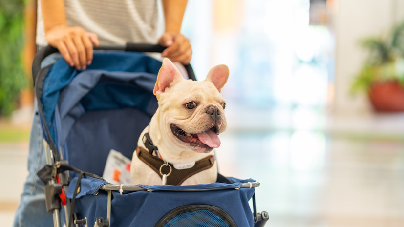 Кинолог Голубев: коляска не заменит полноценную прогулку для собаки