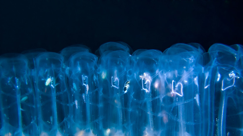 Baza: сальпы покусали компанию российских туристов на Филиппинах