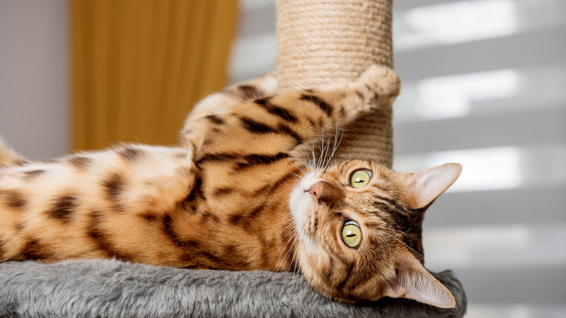 Ветеринар Тихенко: в доме с котом всегда должна быть когтеточка