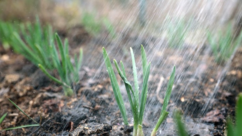 Биолог Горячев: поздней осенью можно посадить лук-севок