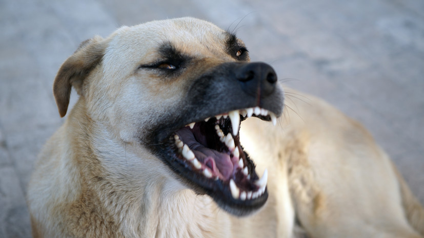 В Тобольске ребёнок получит компенсацию за укус бесхозной собаки