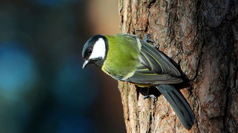 Синичкин день 12 ноября: история праздника, народные приметы и память святых Зиновия и Зиновии