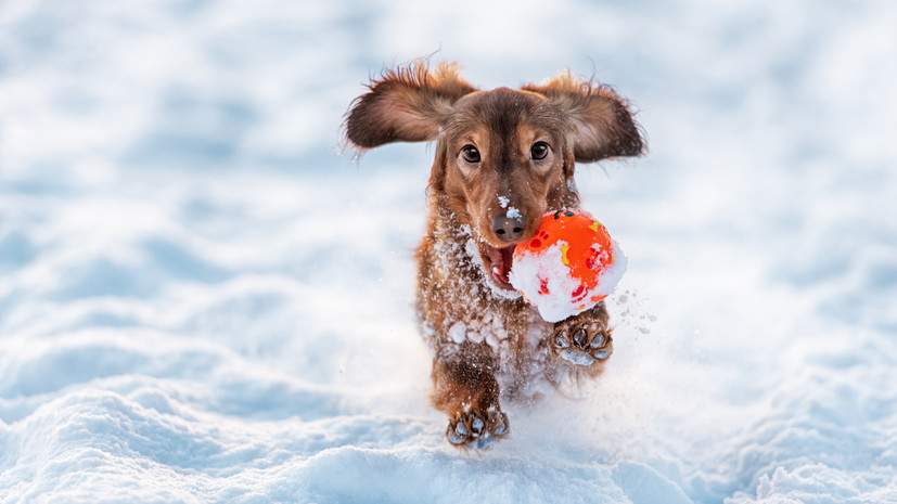 Ветеринар Шеляков дал советы по подготовке питомца к зиме