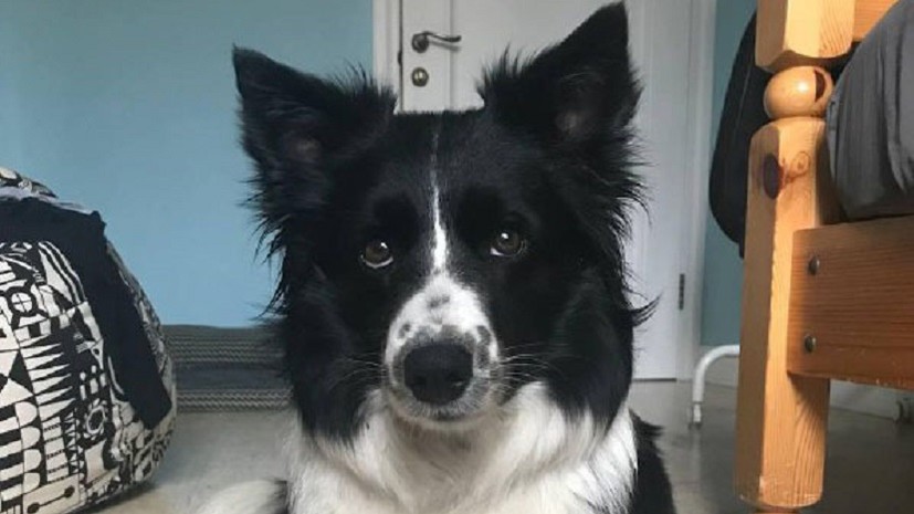 «Ни тела, ни останков»: суд арестовал предполагаемого похитителя собаки в Щербинке