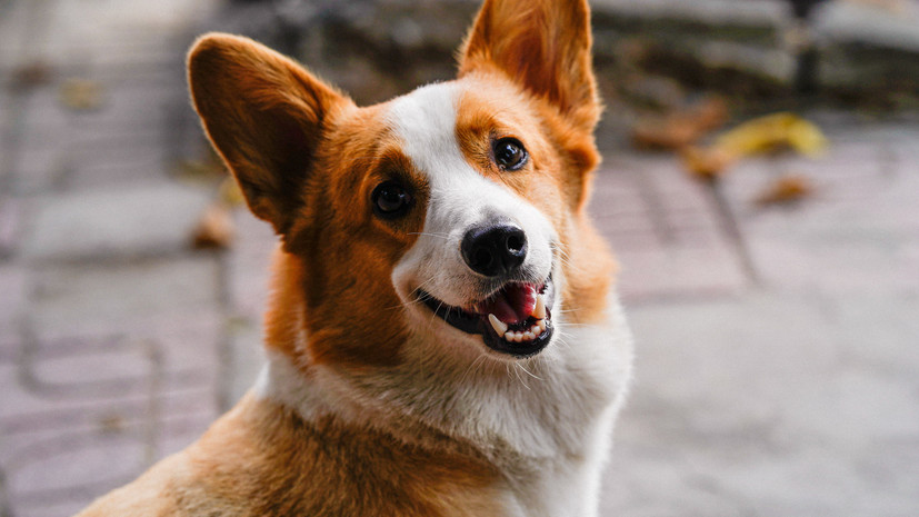 Москвичка отсудила у бывшего мужа корги