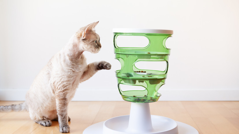 Зоопсихолог Капустина: игрушка-лабиринт развивает у кошки логику