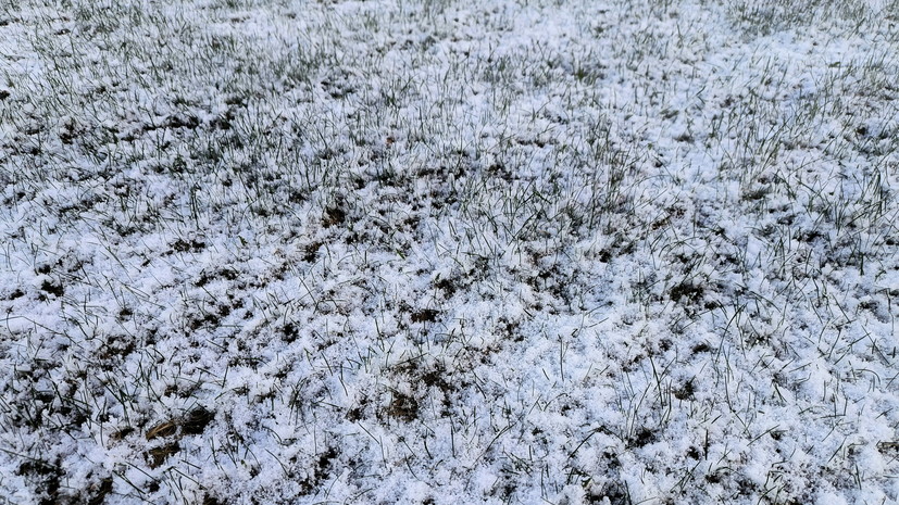 Первый снег прошёл в Петербурге