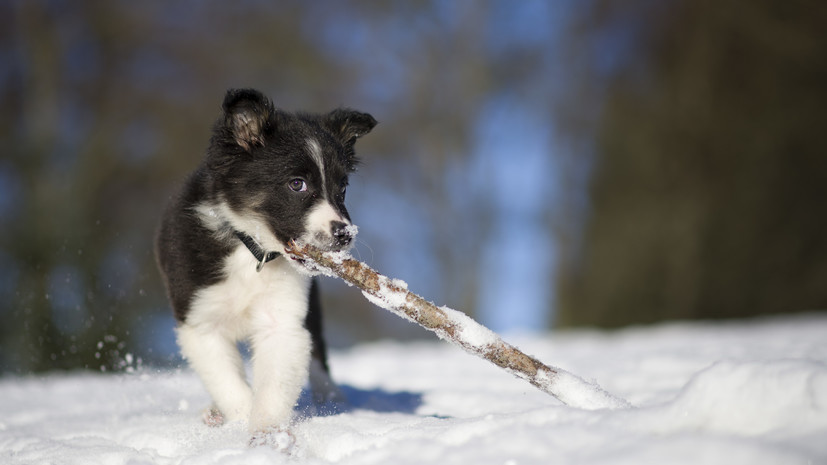 Кинолог Голубев: первая зимняя прогулка для щенка требует особой подготовки